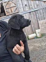 Blake, a male Labrador Retriever for sale in Waterville, NY – 2 of 6