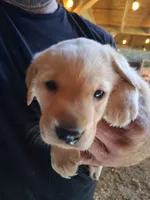 Pete, a male Labrador Retriever for sale in Deansboro, NY – 3 of 10