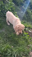 Jack, a male Labrador Retriever for sale in Waterville, NY – 5 of 5