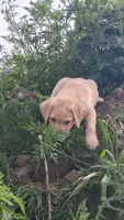 Jack, a male Labrador Retriever for sale in Waterville, NY – 3 of 5