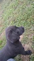 Blake, a male Labrador Retriever for sale in Waterville, NY – 4 of 6