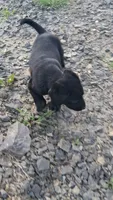 Jill, a male Labrador Retriever for sale in Waterville, NY – 3 of 3