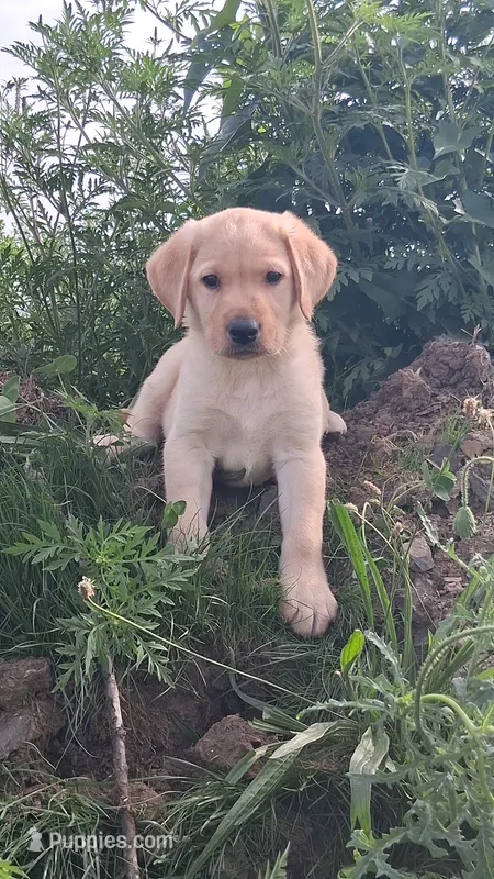 Jack – Labrador Retriever puppy for sale in Waterville, NY