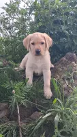 Jack, a male Labrador Retriever for sale in Waterville, NY – 1 of 5