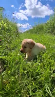 Pete, a male Labrador Retriever for sale in Deansboro, NY – 7 of 10