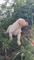 Jack, a male Labrador Retriever for sale in Waterville, NY – 2 of 5