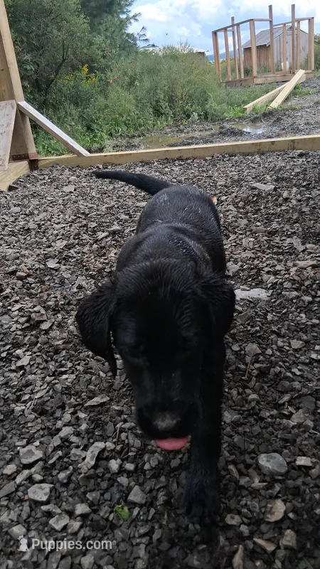 Blake – Labrador Retriever puppy for sale in Waterville, NY