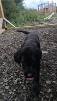 Blake, a male Labrador Retriever for sale in Waterville, NY – 1 of 6