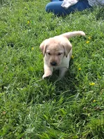 Pete, a male Labrador Retriever for sale in Deansboro, NY – 10 of 10