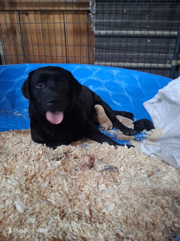 Pete – Labrador Retriever puppy for sale in Deansboro, NY
