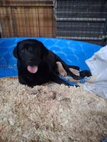 Pete, a male Labrador Retriever for sale in Deansboro, NY – 1 of 10