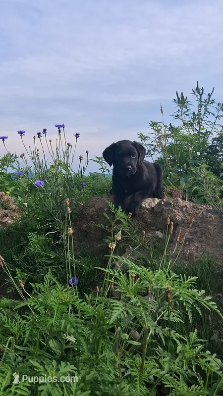 Blake – Labrador Retriever puppy for sale in Waterville, NY