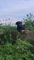 Blake, a male Labrador Retriever for sale in Waterville, NY – 1 of 4