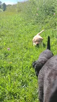 Pete, a male Labrador Retriever for sale in Deansboro, NY – 8 of 10