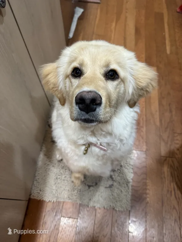 Magnolia  – Golden Retriever puppy for sale in Lisle, IL