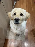 Magnolia , a female Golden Retriever for sale in Lisle, IL – 1 of 5