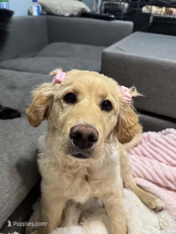 Magnolia  – Golden Retriever puppy for sale in Lisle, IL