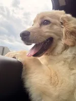 Magnolia , a female Golden Retriever for sale in Lisle, IL – 2 of 5