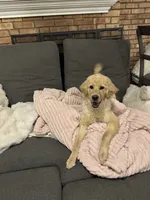 Magnolia , a female Golden Retriever for sale in Lisle, IL – 5 of 5