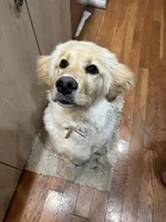 Magnolia , a female Golden Retriever for sale in Lisle, IL – 4 of 5