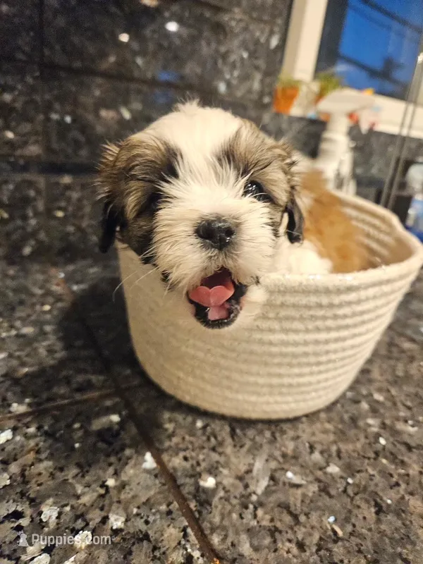 Suzie – Shih Tzu puppy for sale in Long Beach, CA