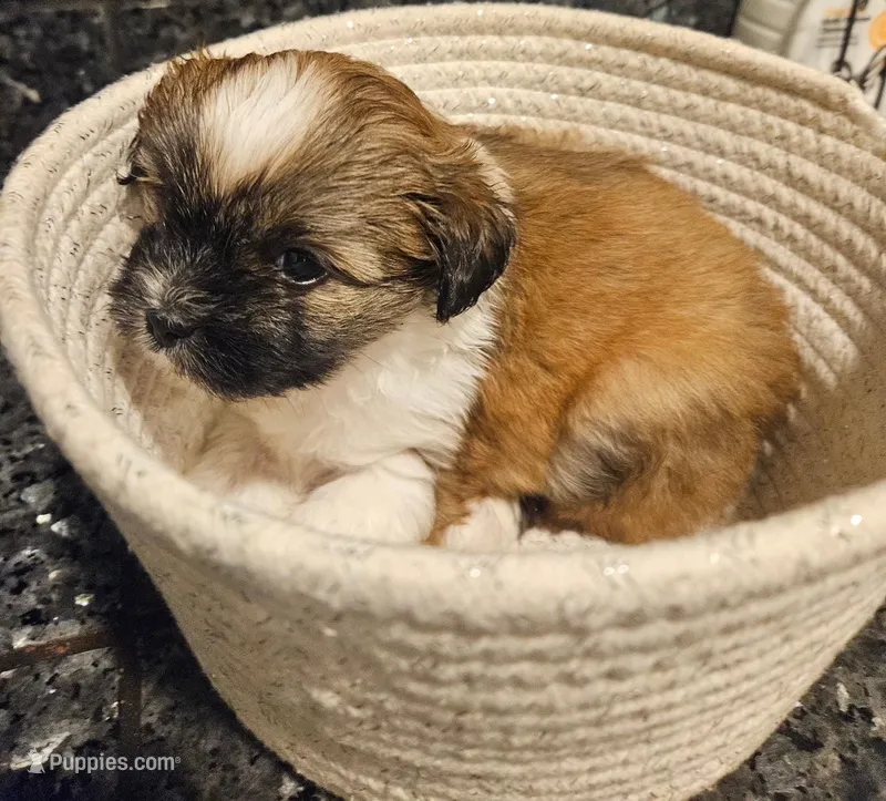 Muffin – Shih Tzu puppy for sale in Long Beach, CA