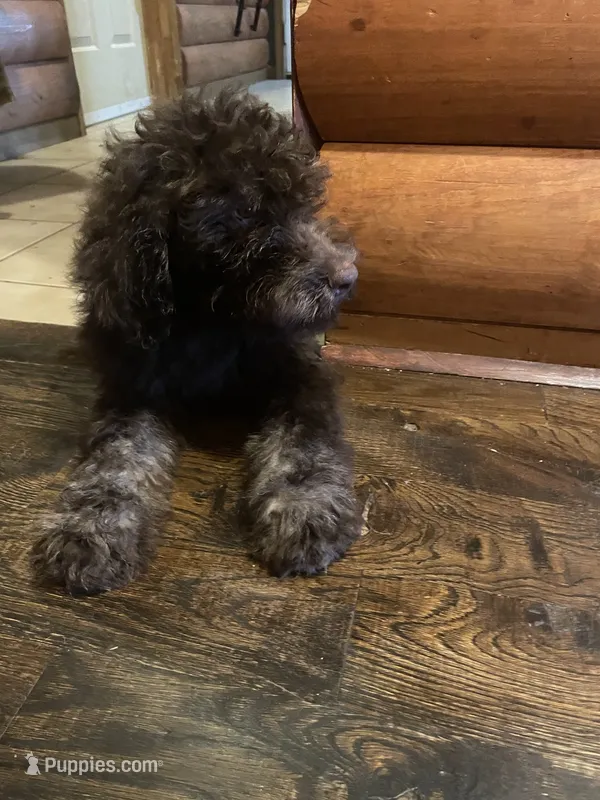 Molly – Goldendoodle puppy for sale in Glasgow, KY