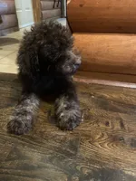 Molly, a female Goldendoodle for sale in Glasgow, KY – 1 of 4