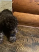 Molly, a female Goldendoodle for sale in Glasgow, KY – 4 of 4