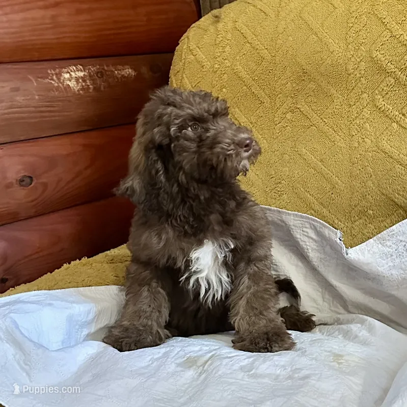 Manny – Goldendoodle puppy for sale in Glasgow, KY