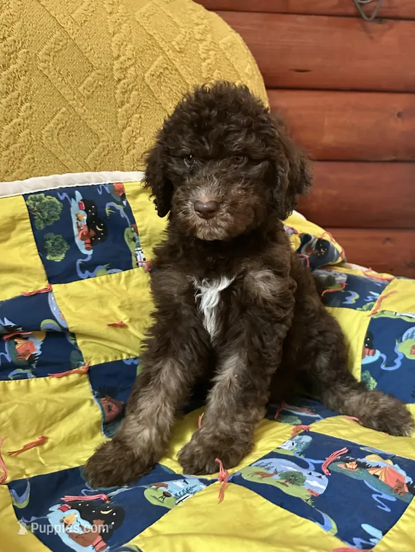 Manny – Goldendoodle puppy for sale in Glasgow, KY