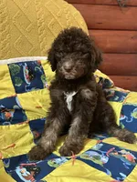 Manny, a male Goldendoodle for sale in Glasgow, KY – 1 of 5