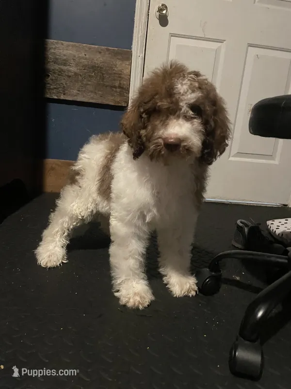 Marrisa – Goldendoodle puppy for sale in Glasgow, KY