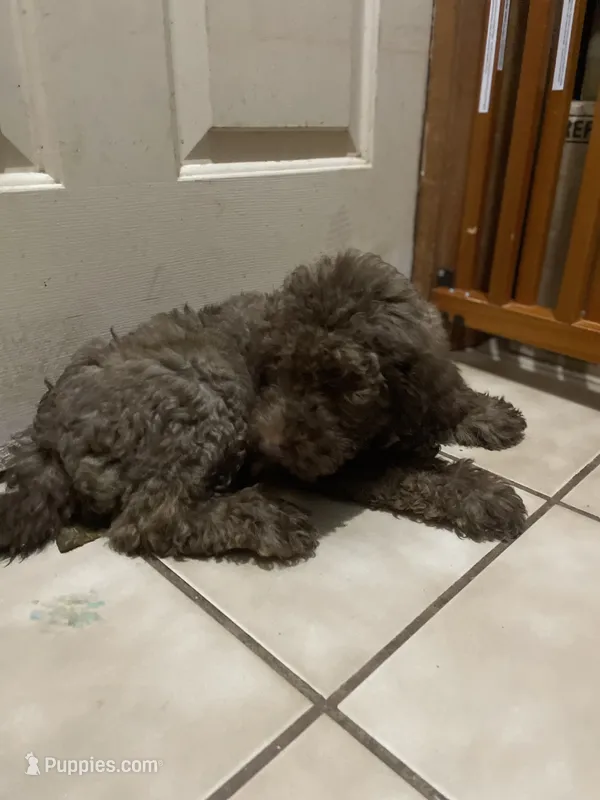 Moses – Goldendoodle puppy for sale in Glasgow, KY