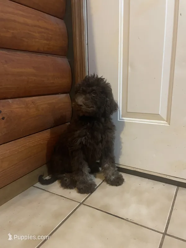 Missy – Goldendoodle puppy for sale in Glasgow, KY
