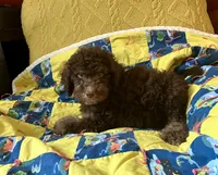Manny, a male Goldendoodle for sale in Glasgow, KY – 4 of 5