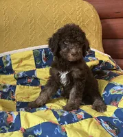 Manny, a male Goldendoodle for sale in Glasgow, KY – 2 of 5