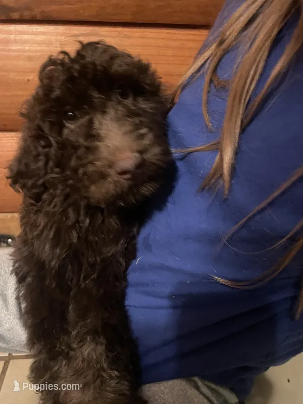 Missy – Goldendoodle puppy for sale in Glasgow, KY