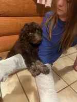 Missy, a female Goldendoodle for sale in Glasgow, KY – 2 of 5