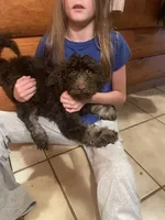 Missy, a female Goldendoodle for sale in Glasgow, KY – 4 of 5