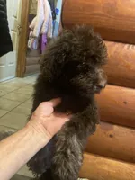 Molly, a female Goldendoodle for sale in Glasgow, KY – 2 of 4