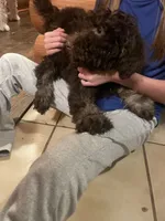 Missy, a female Goldendoodle for sale in Glasgow, KY – 5 of 5