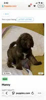 Manny, a male Goldendoodle for sale in Glasgow, KY – 5 of 5