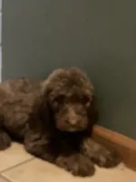 Moses, a male Goldendoodle for sale in Glasgow, KY – 2 of 3