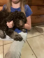 Missy, a female Goldendoodle for sale in Glasgow, KY – 3 of 5