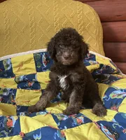 Manny, a male Goldendoodle for sale in Glasgow, KY – 3 of 5