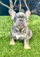 Blue, a male French Bulldog for sale in Fort Lauderdale, FL – 5 of 10