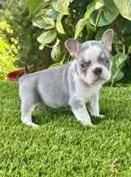 Chiky, a female French Bulldog for sale in Fort Lauderdale, FL – 3 of 8