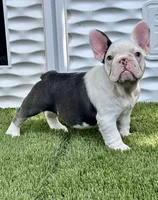 Madona, a female French Bulldog for sale in Fort Lauderdale, FL – 4 of 7