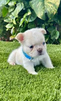 Leo, a male French Bulldog for sale in Fort Lauderdale, FL – 2 of 7